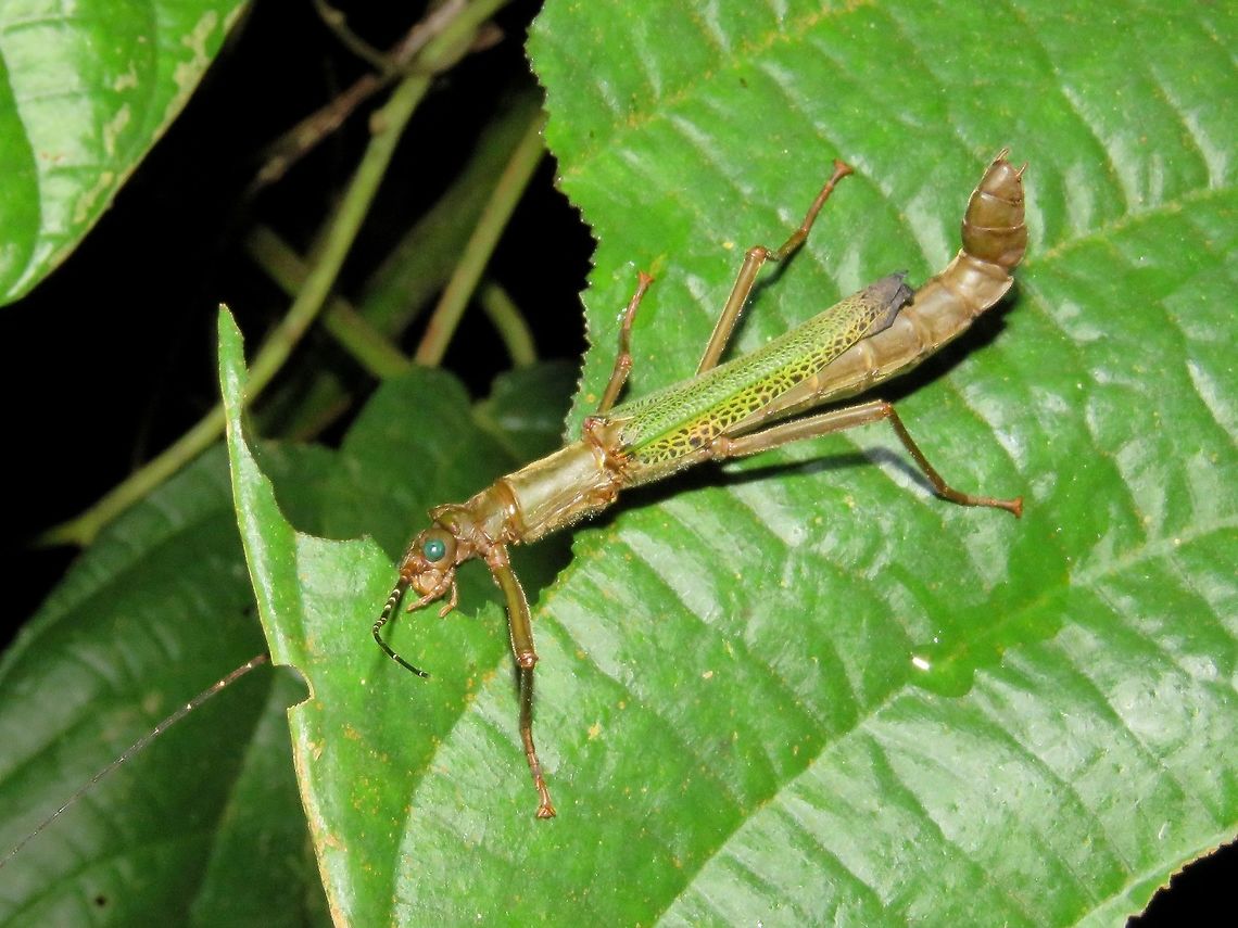 Stick Insect, Phasmid - Orthomeria superba Female Phasmid of the species Orthomeria superba. Malaysia,Orthomeria superba,Phasmatodea,Phasmid,Sarawak,Stick Insect