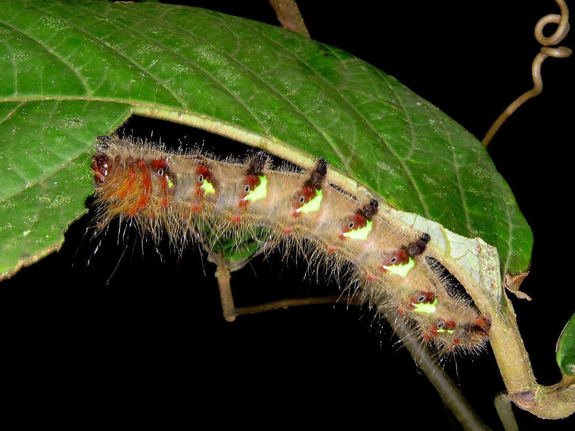 Caterpillar                                 Caterpillar,Malaysia,Sarawak