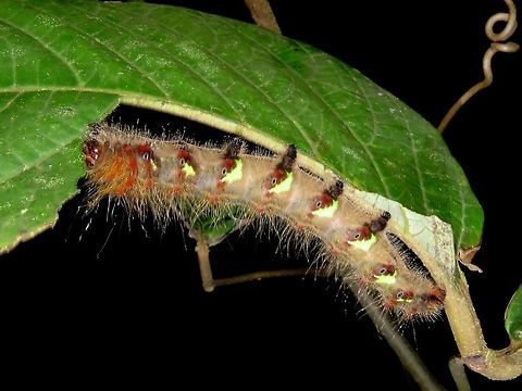 Caterpillar                                 Caterpillar,Malaysia,Sarawak