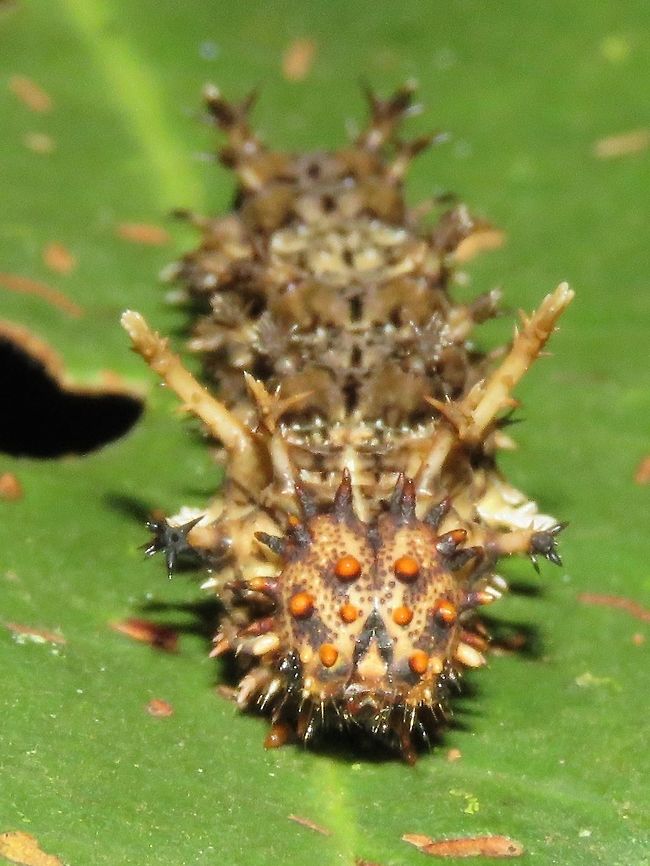 Caterpillar of Commander Butterfly - Moduza procris                                 Caterpillar,Commander,Malaysia,Moduza procris,Sarawak