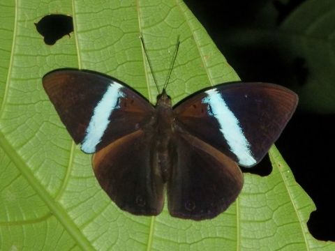 Butterfly                                 Butterfly,Malaysia,Sarawak