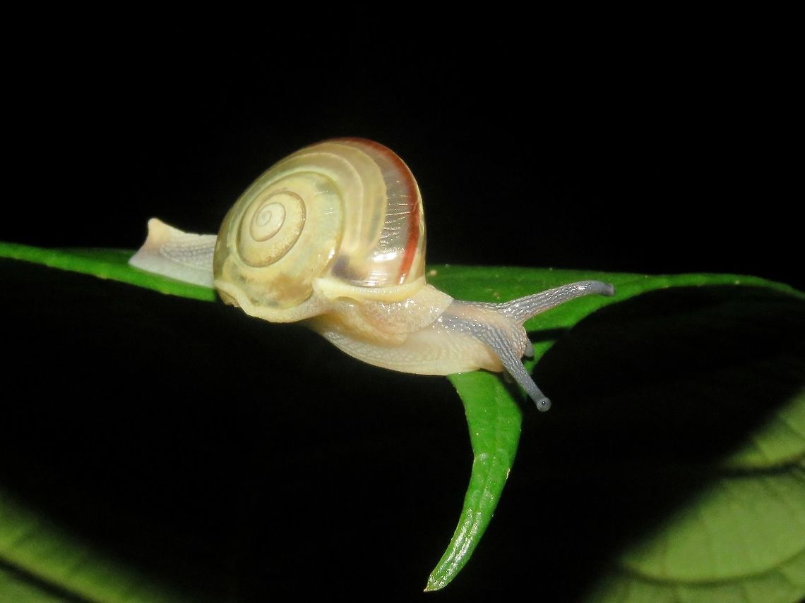 Snail - Vitrinula sp.                                 Malaysia,Sarawak,Snail,Vitrinula,Vitrinula sp
