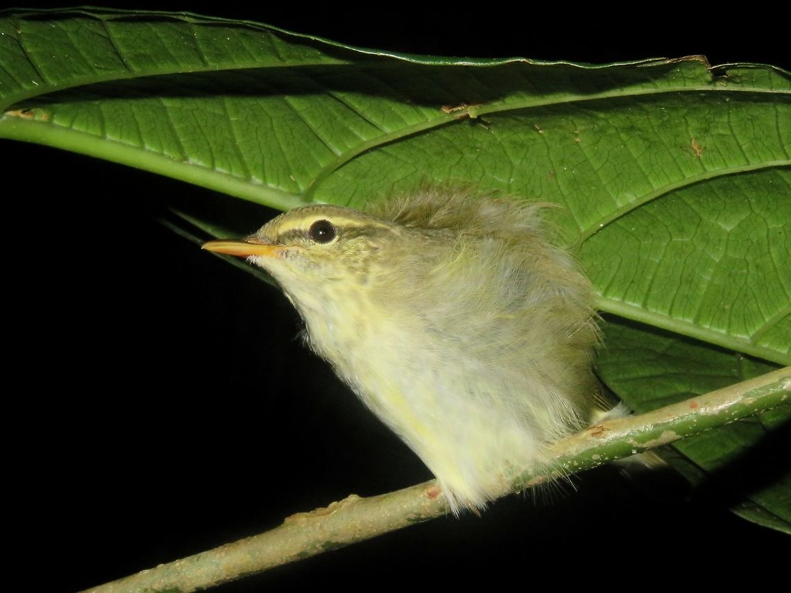 Warbler Not sure of the exact species, this Warbler was woken up from its sleep. Bird,Malaysia,Sarawak,Warbler