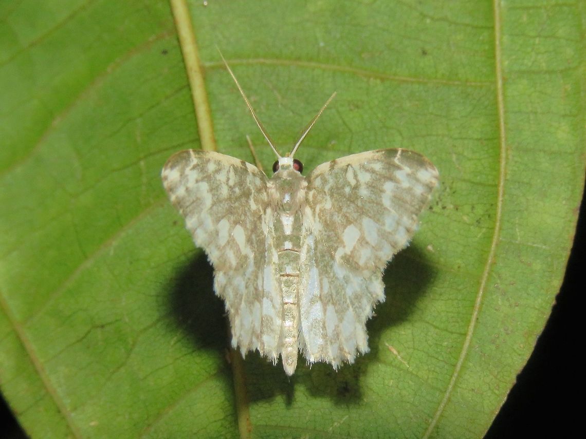 Moth                                 Malaysia,Moth,Sarawak