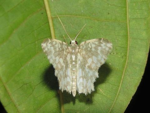 Moth                                 Malaysia,Moth,Sarawak