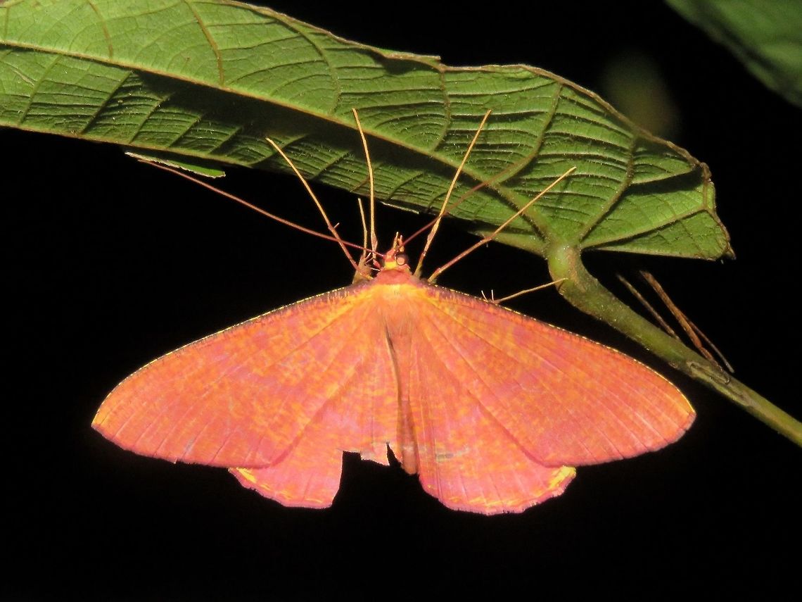 Geometrid Moth - Eumelia rosalia                                 Eumelea rosalia,Geometrid Moth,Malaysia,Moth,Sarawak