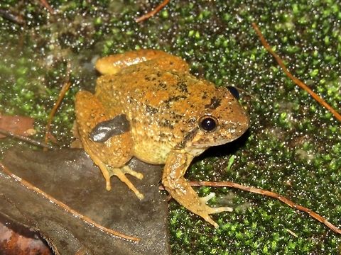 Frog Small sized Frog, around 3 cm.                                Frog,Malaysia,Sarawak