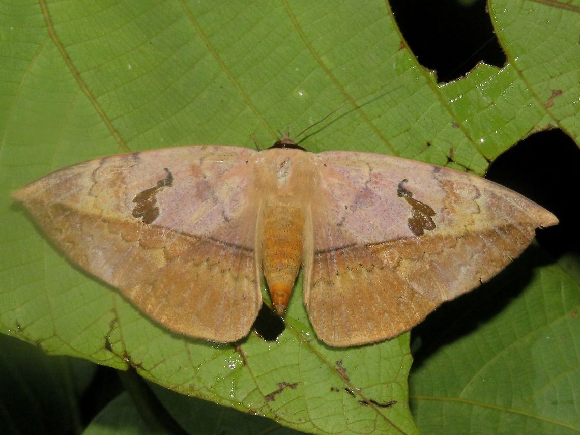 Moth                                 Hypopyra pudens,Malaysia,Moth,Sarawak
