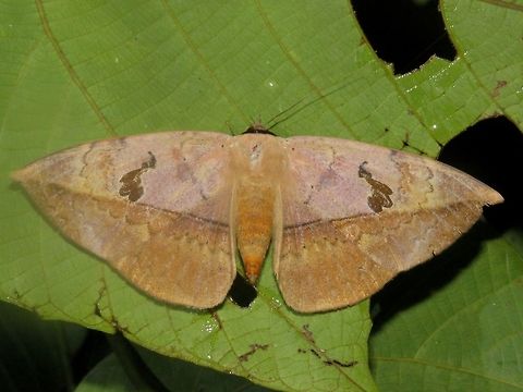 Moth                                 Hypopyra pudens,Malaysia,Moth,Sarawak