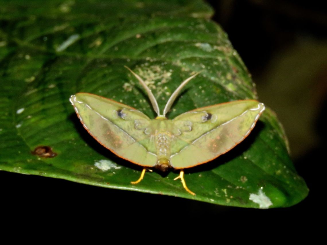 Moth Didn't get a chance to take better picture of this beautiful Moth, it flew away as I took the shot.<br />
<br />
                                Malaysia,Moth,Omiza lycoraria,Sarawak