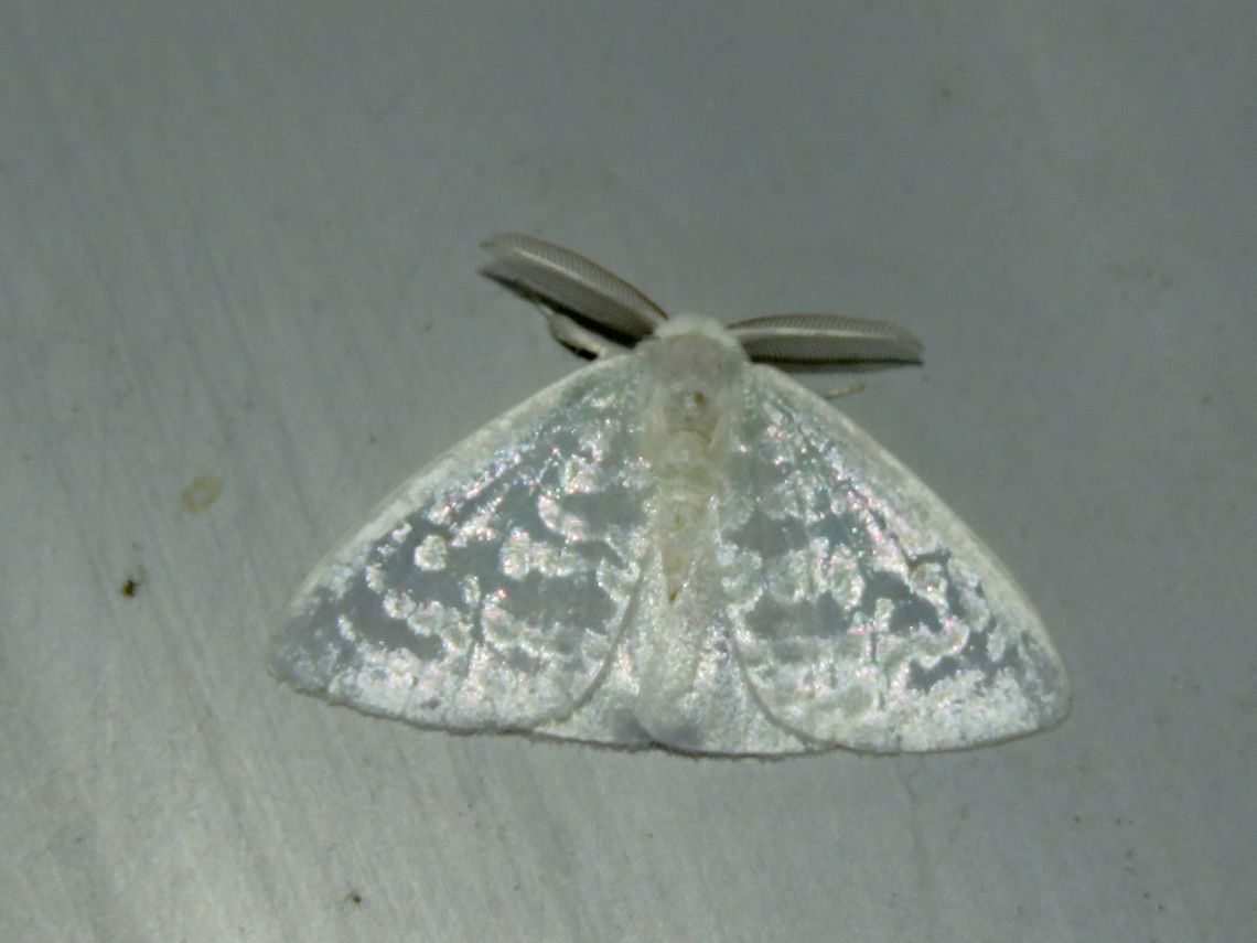Moth Moth, attracted by light at night to the Park's buildings.                                Malaysia,Moth,Sarawak