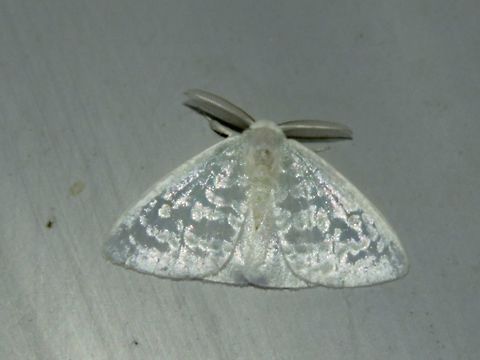 Moth Moth, attracted by light at night to the Park's buildings.                                Malaysia,Moth,Sarawak