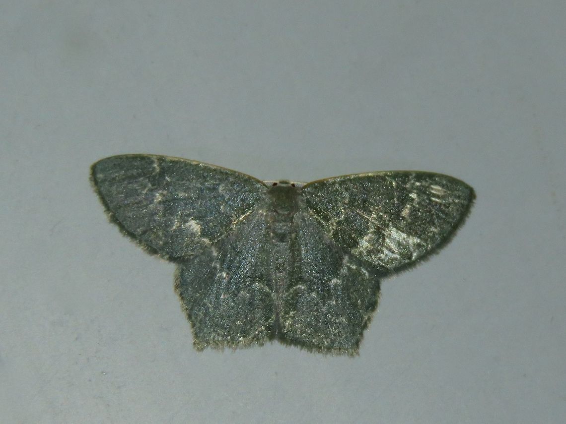 Moth Thalassodes curiosa (?) Malaysia,Moth,Sarawak,Thalassodes curiosa