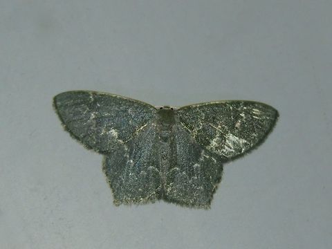 Moth Thalassodes curiosa (?) Malaysia,Moth,Sarawak,Thalassodes curiosa