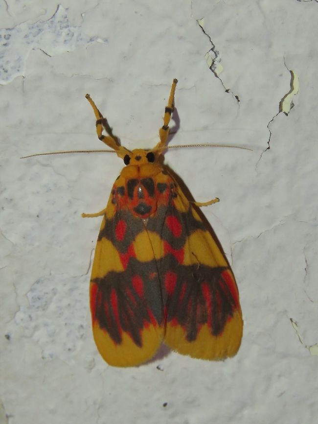 Moth - Barsine rubricostata Moth, attracted by light at night to the Park&#039;s buildings. Barsine rubricostata,Malaysia,Moth,Sarawak
