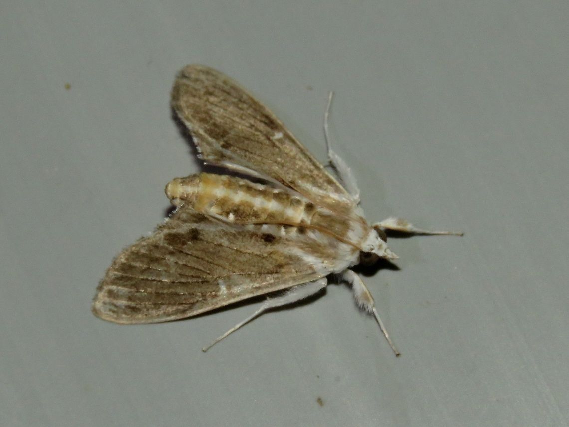 Moth Moth, attracted by light at night to the Park's buildings.                                Malaysia,Moth,Sarawak