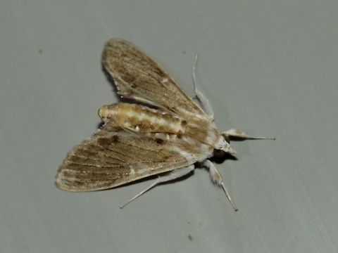 Moth Moth, attracted by light at night to the Park's buildings.                                Malaysia,Moth,Sarawak