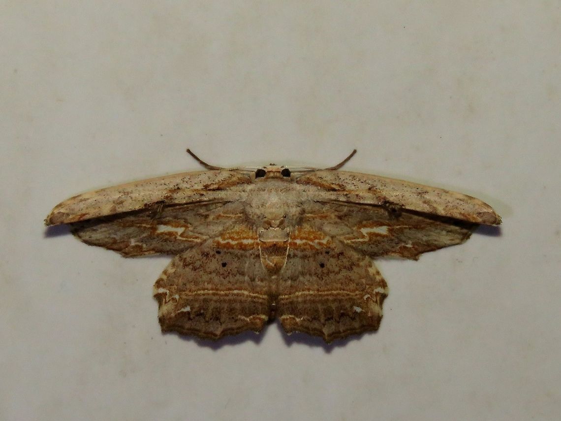 Moth Moth, attracted by light at night to the Park&#039;s buildings.                                Malaysia,Moth,Sarawak