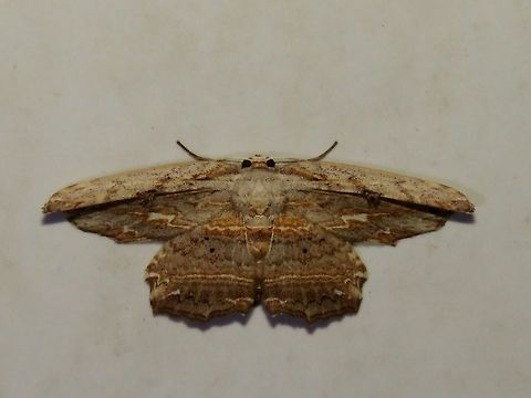 Moth Moth, attracted by light at night to the Park's buildings.                                Malaysia,Moth,Sarawak