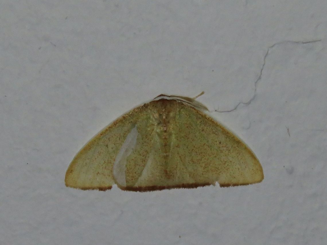 Moth Moth, attracted by light at night to the Park's buildings.                                Malaysia,Moth,Sarawak