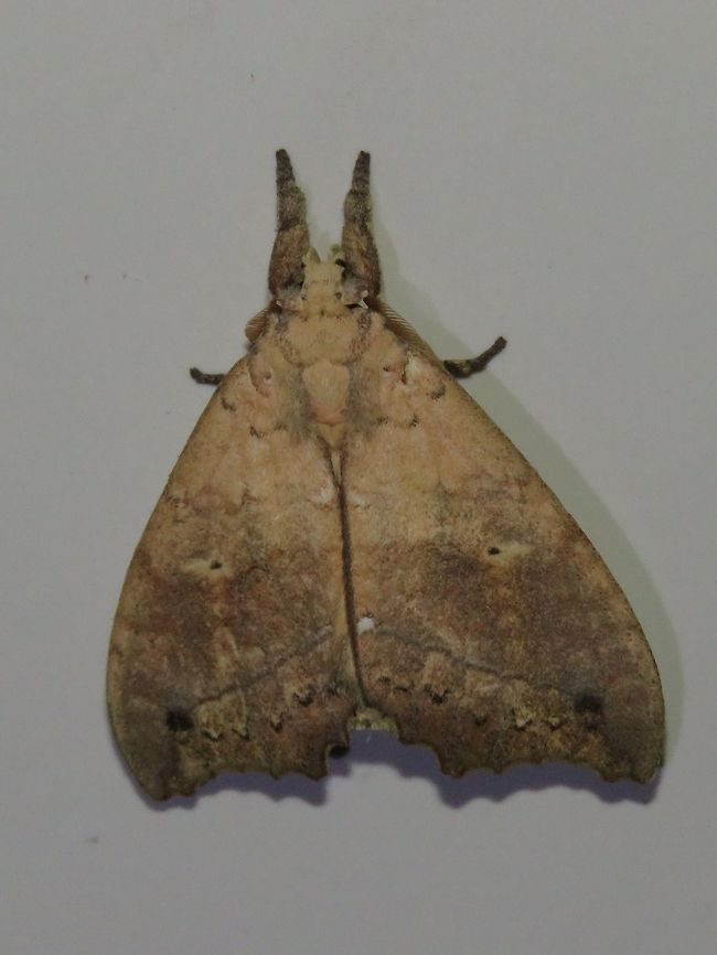 Moth Moth, attracted by light at nigh to the Park's buildings.                                Malaysia,Moth,Sarawak