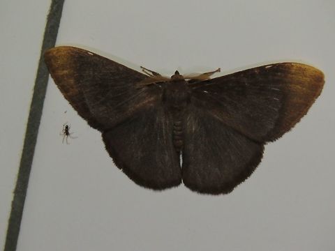 Moth Moth, attracted by light at night to the Park's buildings.                                Malaysia,Moth,Sarawak