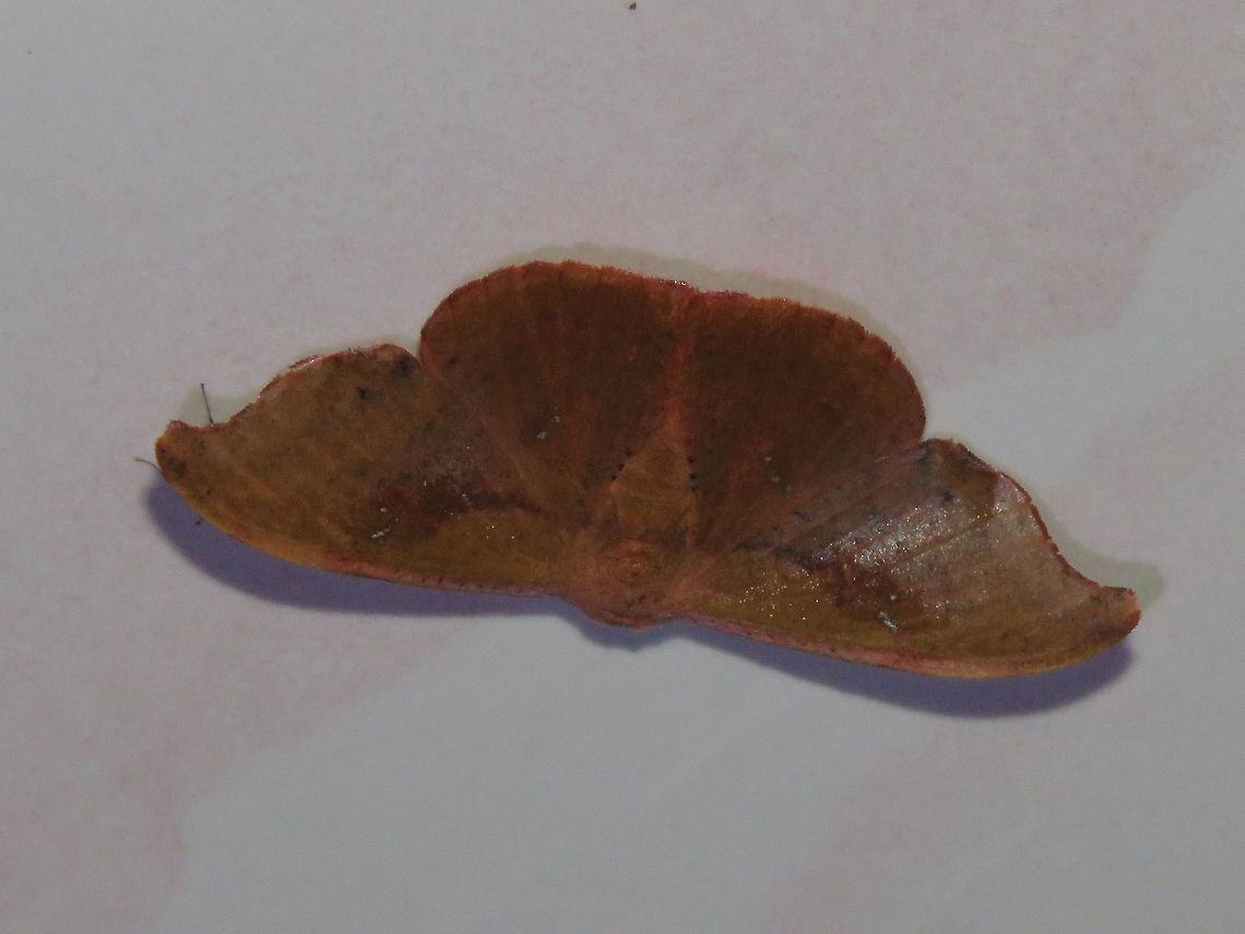 Moth Moth, attracted by light at night to the Park's buildings.                                Malaysia,Moth,Oreta fulgens,Sarawak