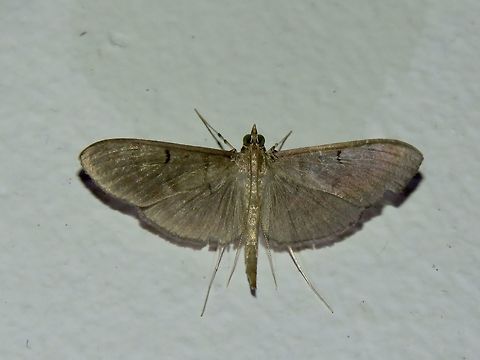 Moth Moth, attracted by light at night to the Park's buildings.                                Malaysia,Moth,Sarawak
