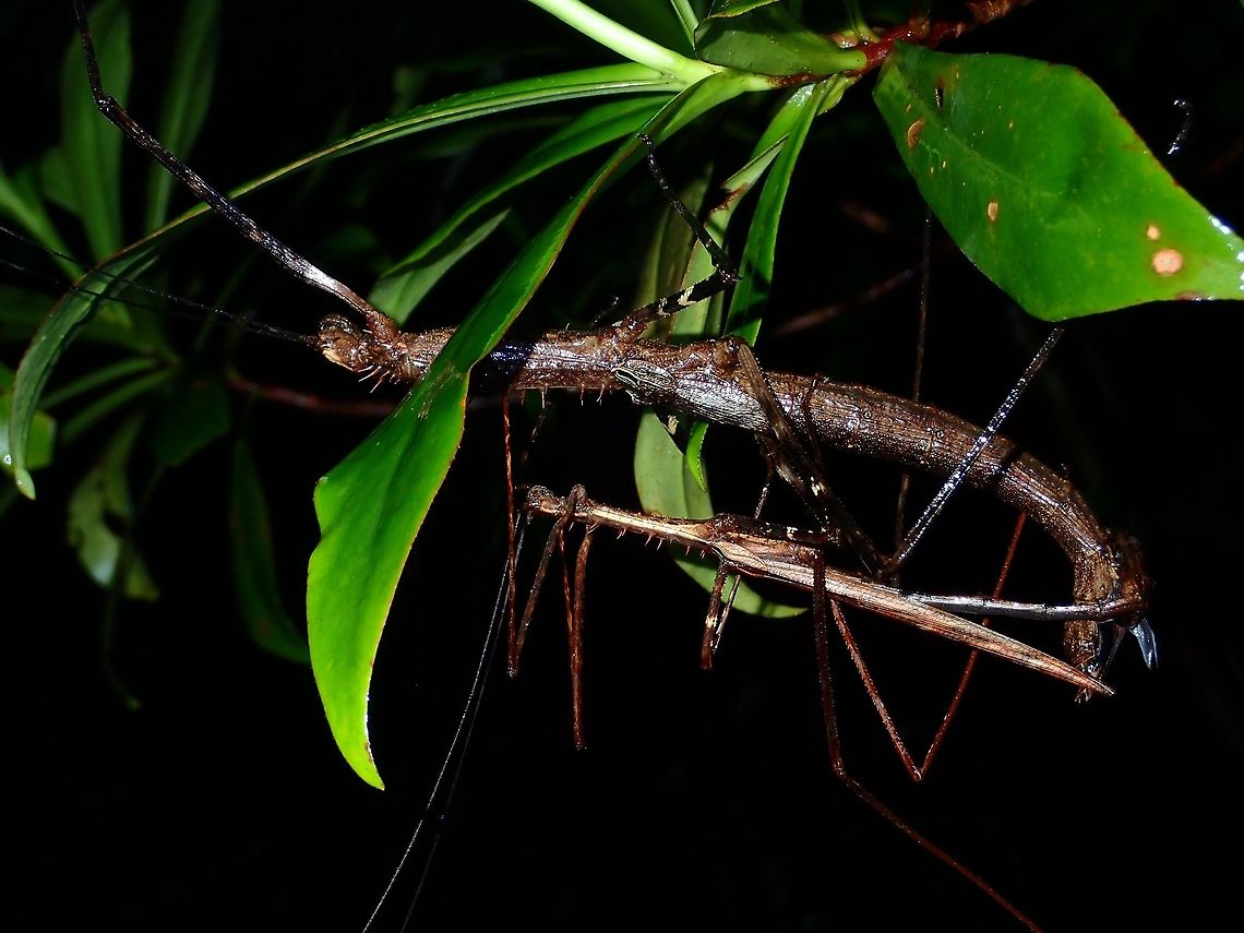 Spiny Couple An adult pair of Phasmid from the species Diesbachia hellotis. Large in size, with lots of spines. Males have full wings whereas female have small/false wings. Diesbachia hellotis,Malaysia,Phasmatodea,Phasmid,Sarawak,Stick Insect