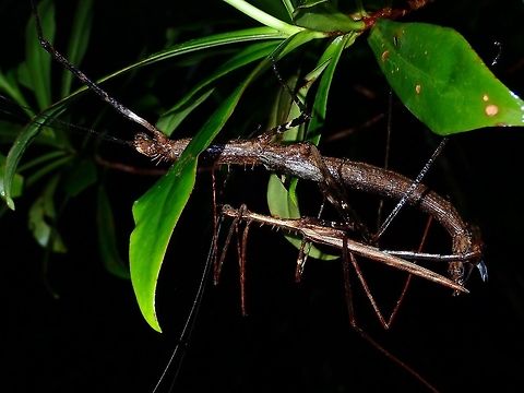 Spiny Couple An adult pair of Phasmid from the species Diesbachia hellotis. Large in size, with lots of spines. Males have full wings whereas female have small/false wings. Diesbachia hellotis,Malaysia,Phasmatodea,Phasmid,Sarawak,Stick Insect