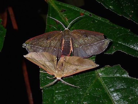 Moths A paid or Moths. Malaysia,Moth,Sarawak