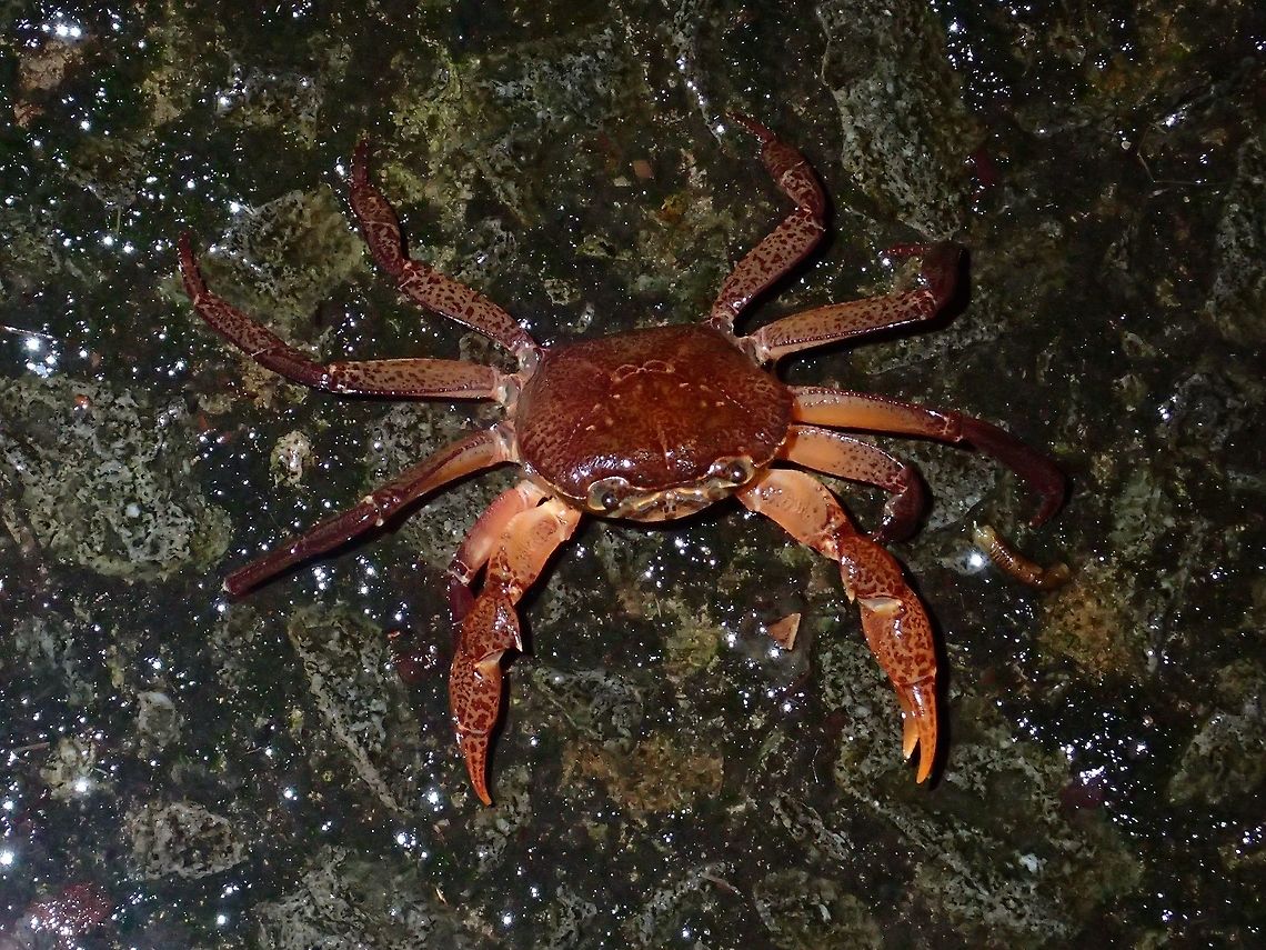 Land Crab Land crab, seen along forested trail next to a stream. Crab,Malaysia,Sarawak