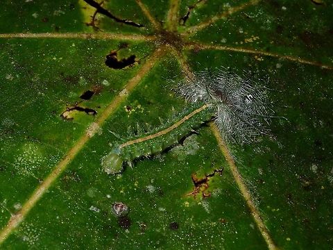 Caterpillar It looks like this Caterpillar is weaving its cocoon. Caterpillar,Malaysia,Sarawak
