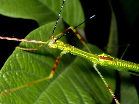 Stick Insect, Phasmid - Scionecra salmanazar This is a male Phasmid of the species Scionecra salmanazar.  He is mostly lime green in colour with spots/markings of yellow on her body, wings, thorax and head.  Legs are segmented with green, yellow and brown/red.  His antennae is very long, longer than his whole body length, black in colour with segments of blue.  The membrane of his wings are pink in colour.  A truly colourful Phasmid! Luzon,Phasmatodea,Phasmid,Philippines,Scionecra salmanazar,Stick Insect