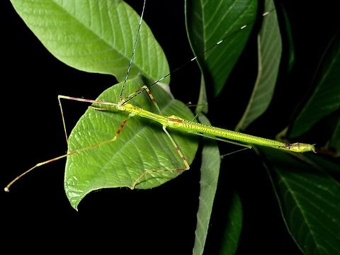 Stick Insect, Phasmid - Scionecra salmanazar  Luzon,Phasmatodea,Phasmid,Philippines,Scionecra salmanazar,Stick Insect