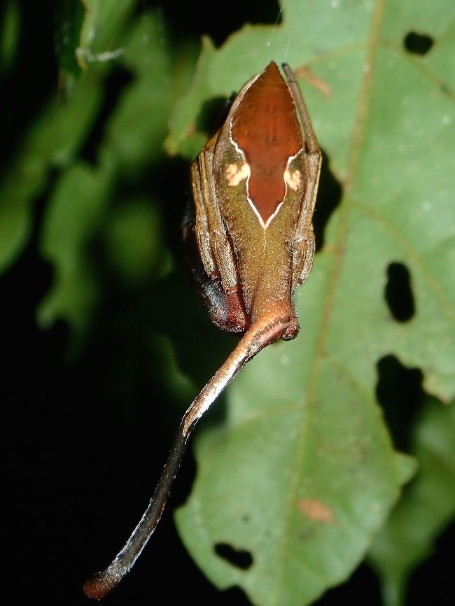 My backside is not my best face This is the back view of a Rolled-Leaf Spider - Poltys idae, which has markings to look like a false face with false eyes. Malaysia,Poltys idae,Rolled-Leaf Spider,Sabah,Spider