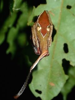 My backside is not my best face This is the back view of a Rolled-Leaf Spider - Poltys idae, which has markings to look like a false face with false eyes. Malaysia,Poltys idae,Rolled-Leaf Spider,Sabah,Spider