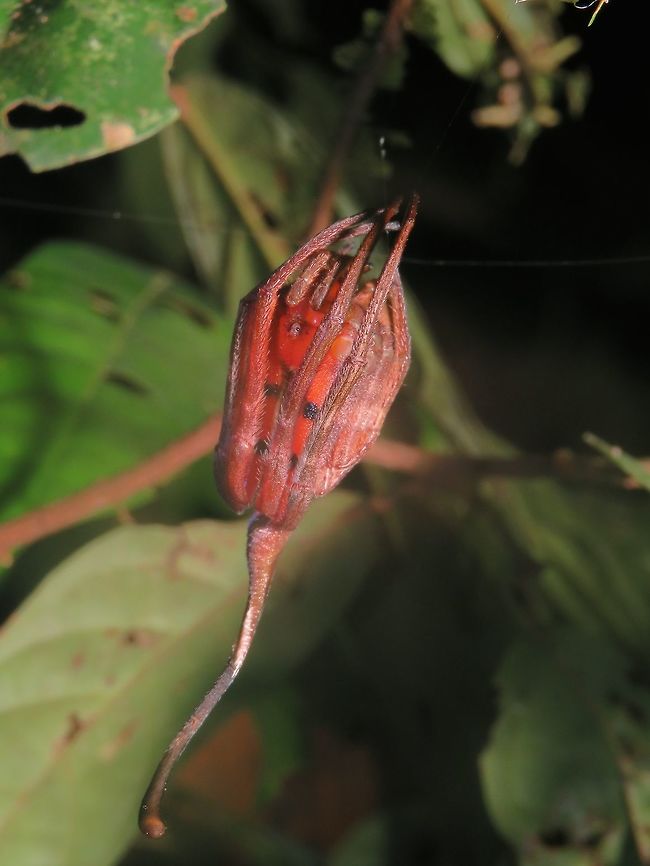 Rolled-Leaf Spider - Poltys idae An amazing looking Spider, this my third time to see a Poltys Spider and this one is more special. This particular one has an interesting marking on its &#039;back-side&#039; as though it has false eyes and the markings also looks like a &#039;face&#039;. Spiders from the genus Poltys are known to build an orb web at night to capture prey and the web is eaten up before dawn and reconstructed after dusk.                             Malaysia,Poltys idae,Rolled-Leaf Spider,Sarawak,Spider