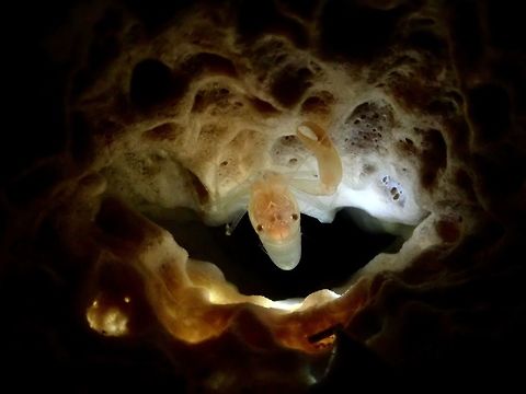 Commensal Sponge Shrimp - Thaumastocaris streptopus Small shrimp, translucent in colour, usually only found among sponges, particularly sponge tubes. They lives inside the sponge tubes, likely in pairs.

It is usually very difficult to take good pictures of them during day time as they are likely to hide deep inside the sponge tubes.  This picture was taken using a strong light to shine through the sponge as it is also very difficult to get lighting on the Shrimp through the small opening of the sponge tube.
 Anilao,Batangas,Commensal Sponge Shrimp,Philippines,Shrimp,Thaumastocaris streptopus