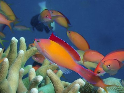 Red Flag Male of Redfin Anthias - Pseudanthias dispar with orange to yellow bod, lavender to pink head and bright red dorsal fin, translucent tail. Form plankton-feeding aggregations 1-3 meters above substrate; males erect dorsal fin during courtship. Anthias,Dispar Anthias,Fish,Malaysia,Pseudanthias dispar,Redfin Anthias,Sabah