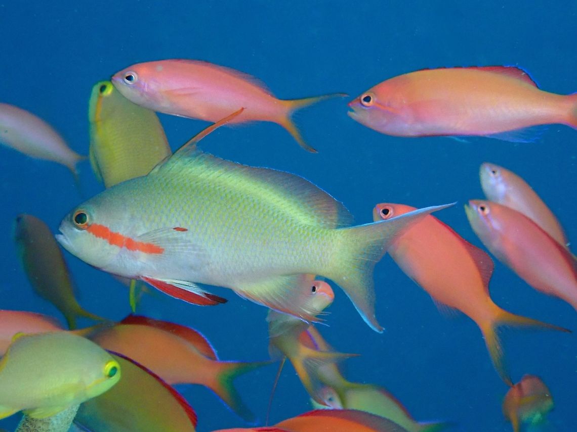 Threadfin Anthias - Pseudanthias huchti Male Threadfin Anthias - Pseudanthias huchti with lavender-gray to yellowish gray; bright red stripe from eye to pectoral fin base, red border on ventral fins; long 3rd dorsal spine. Anthias,Fish,Malaysia,Pseudanthias huchtii,Sabah,Sipadan,Threadfin anthias