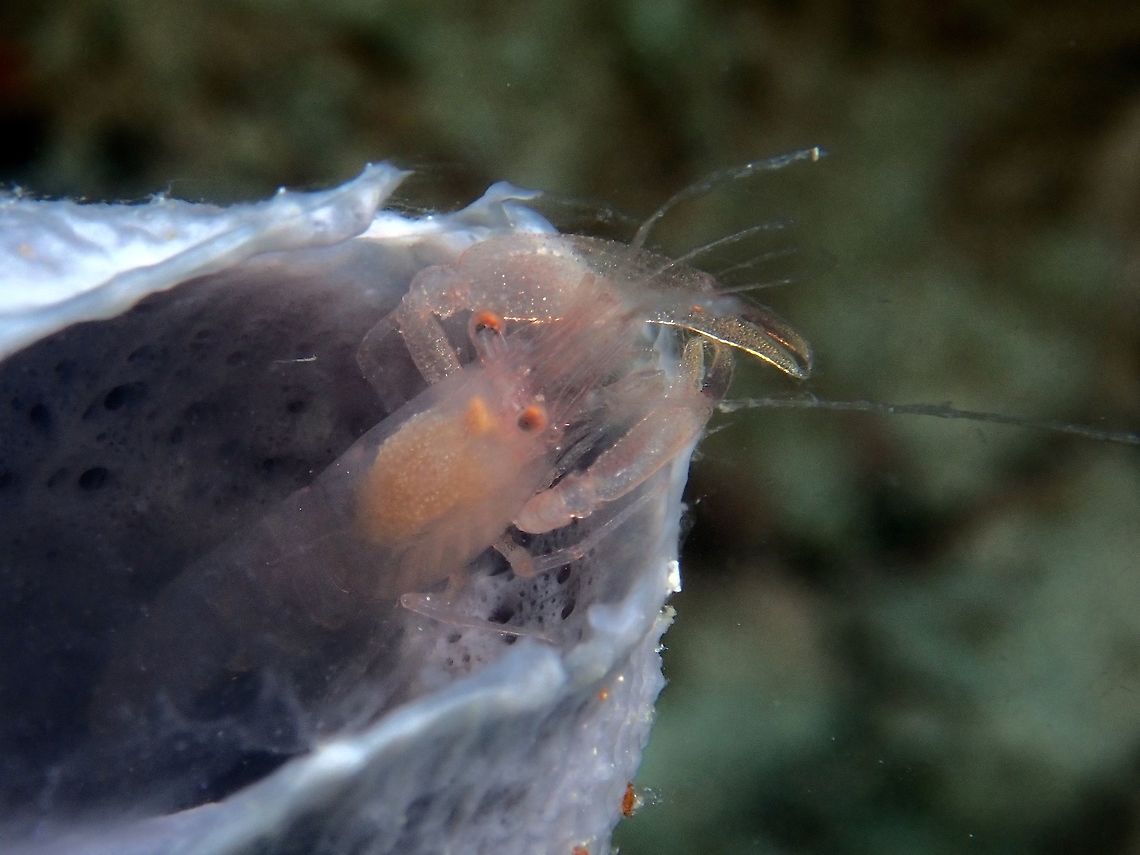 Commensal Sponge Shrimp - Thaumastocaris streptopus  Commensal Sponge Shrimp,Malaysia,Sabah,Shrimp,Sipadan,Thaumastocaris streptopus