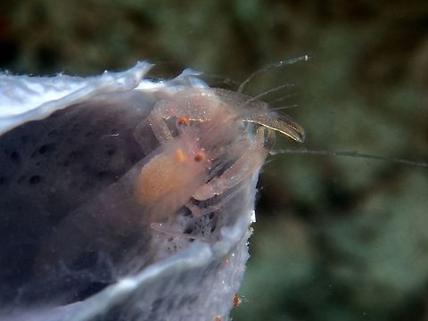 Commensal Sponge Shrimp - Thaumastocaris streptopus  Commensal Sponge Shrimp,Malaysia,Sabah,Shrimp,Sipadan,Thaumastocaris streptopus