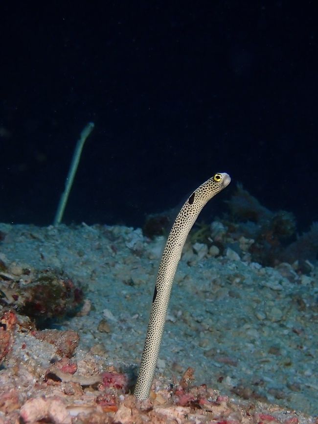 Spotted Garden Eel - Heteroconger hassi Spotted Garden Eel - Heteroconger hassi is whittish with dense covering of small black spots; large black patch over gill opening, on back and over anus. Form large colonies on sandy bottoms. Eel,Garden Eel,Heteroconger hassi,Malaysia,Sabah,Sipadan,Spotted Garden Eel