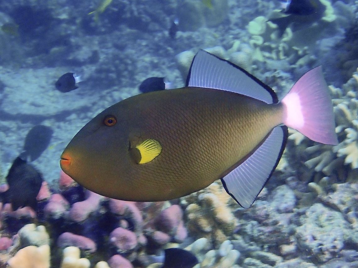 Pinktail Triggerfish - Melichthys vidua  Batangas,Fish,Melichthys vidua,Philippines,Pinktail Triggerfish,Triggerfish