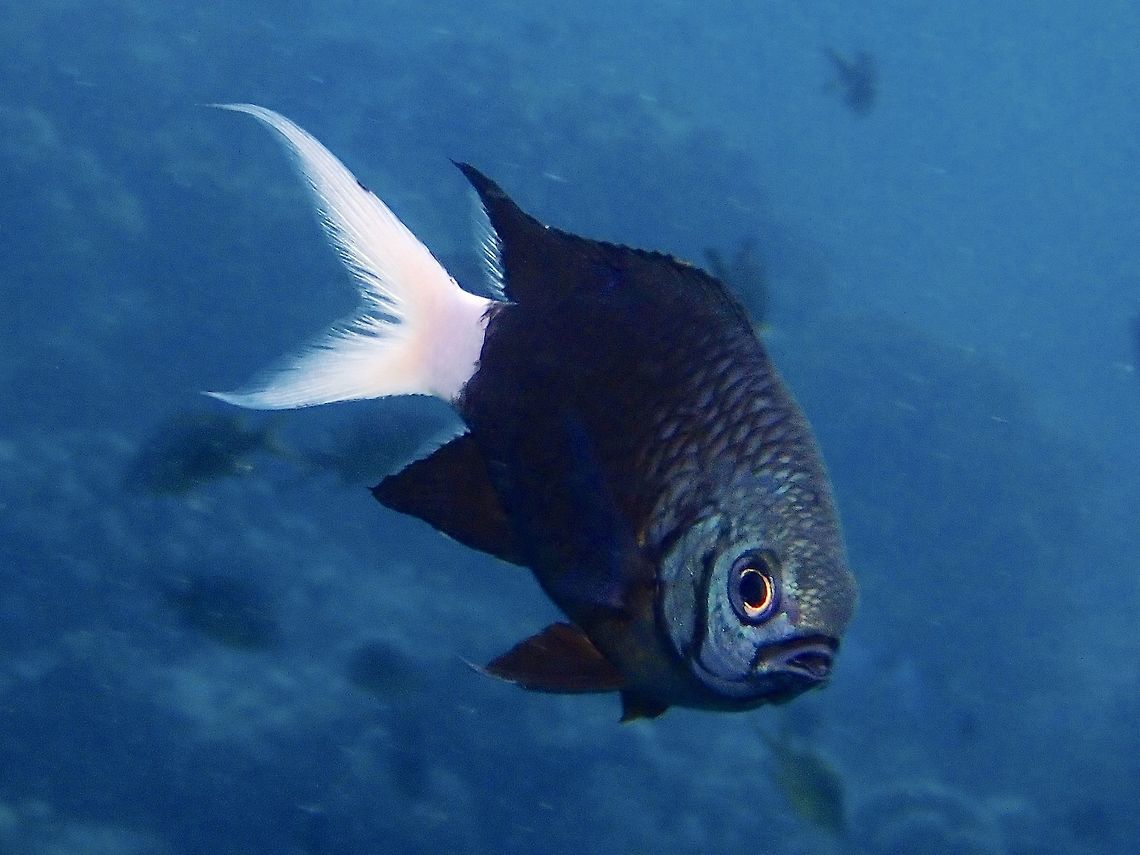Bicolor Chromis - Chromis margaritifer Bicolor Chromis - Chromis margaritifer is dark brown to black with white rear body including tail and rear dorsal and anal fins; black spot covers pectoral fin base. Bicolor Chromis,Chromis,Chromis margaritifer,Fish,Malaysia,Sabah