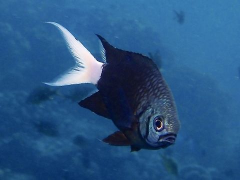 Bicolor Chromis - Chromis margaritifer Bicolor Chromis - Chromis margaritifer is dark brown to black with white rear body including tail and rear dorsal and anal fins; black spot covers pectoral fin base. Bicolor Chromis,Chromis,Chromis margaritifer,Fish,Malaysia,Sabah