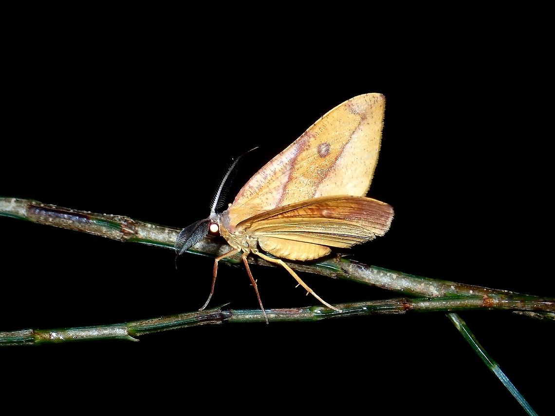 Geometrid Moth - Hypochrosis hyadaria  Geometrid Moth,Hypochrosis hyadaria,Moth,Philippines,Quezon