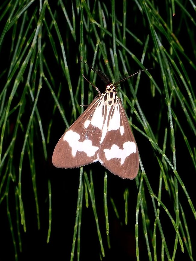 Erebid Moth - Nyctemera luctuosa  Erebid Moth,Moth,Nyctemera luctuosa,Philippines,Quezon