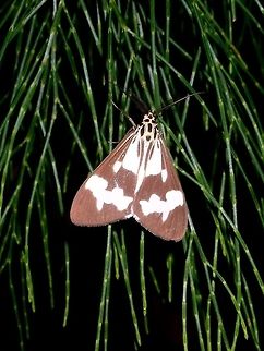 Erebid Moth - Nyctemera luctuosa  Erebid Moth,Moth,Nyctemera luctuosa,Philippines,Quezon